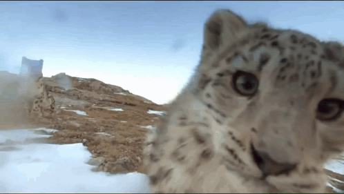 snow leopard pawing at camera