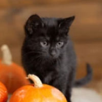 Kitten's icon (Black cat stock photo by Irina Luganskaya)