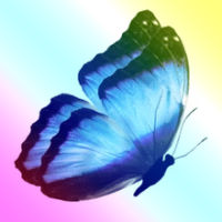 Krystal's icon (Butterfly stock photo by Vladfotograf
)
