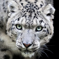 Silver's icon (Snow Leopard stock photo from AB Photography)